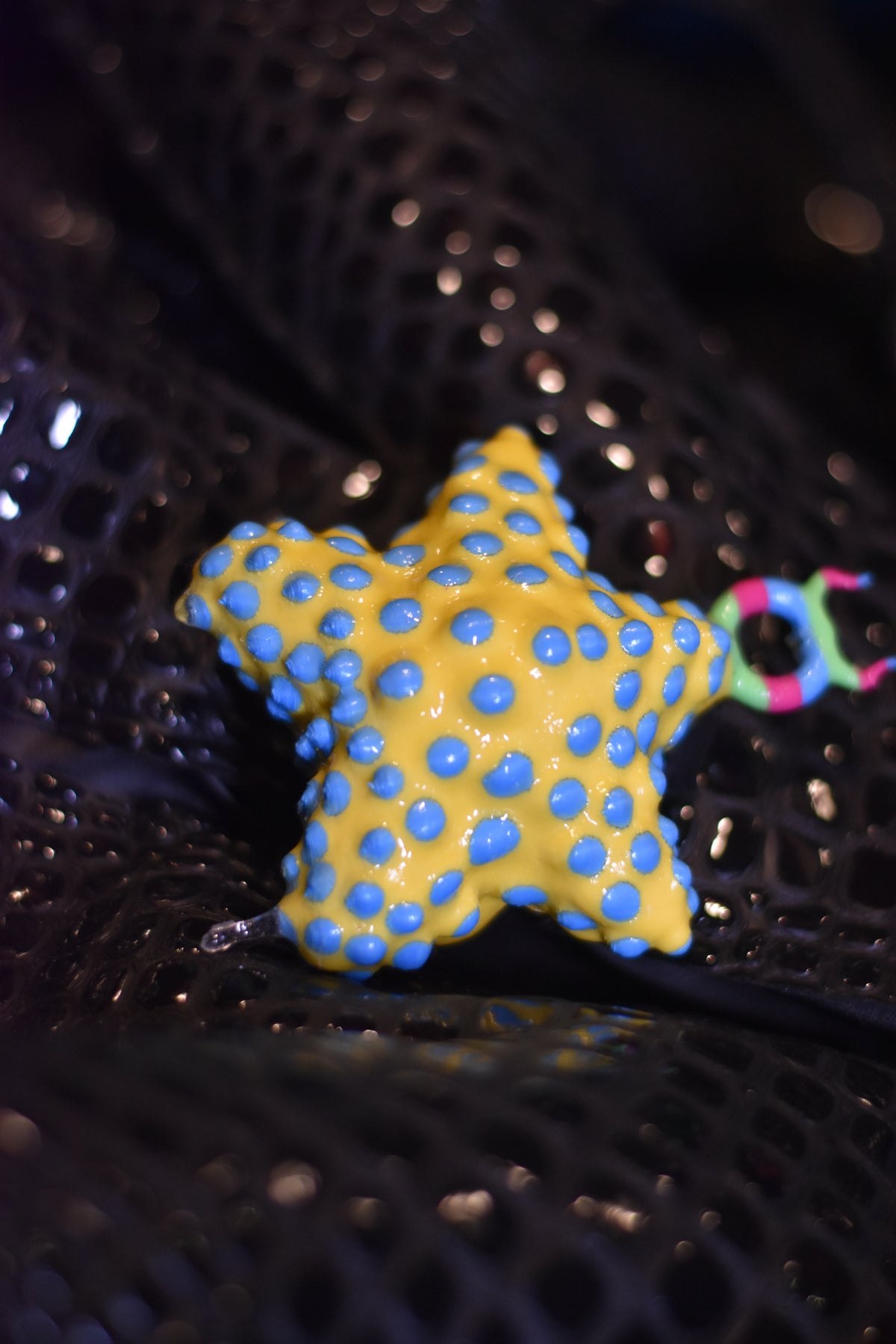 🌟STARRY - Blighted, Chubbs by Asia Consent